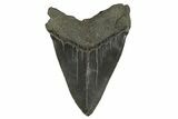 Serrated, Fossil Megalodon Tooth - South Carolina #332306-1